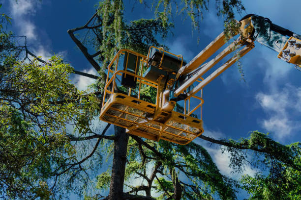 How Our Tree Care Process Works  in  Cedar Creek, TX