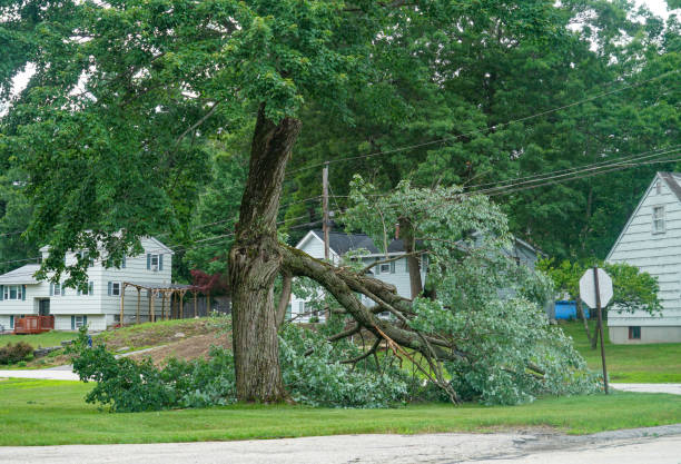 Cedar Creek, TX Tree Care Services Company